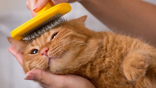 猫が毛玉や食事を吐く原因って？意外と簡単な対策方法を徹底解析！