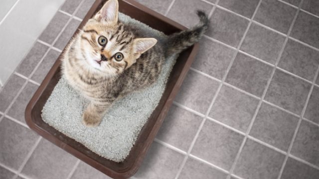 猫の尿路結石を予防するキャットフードの選び方とおすすめランキング